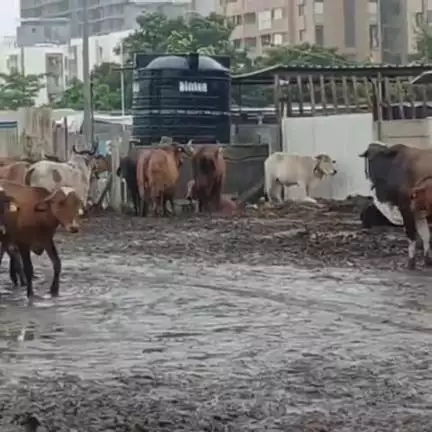 રાજકોટ: એનિમલ હોસ્ટેલમાં ગાયોની હાલત સુધારવાની કામગીરી અંગે મેયરશ્રીએ  મનપા કચેરી ખાતેથી  નિવેદન આપ્યું