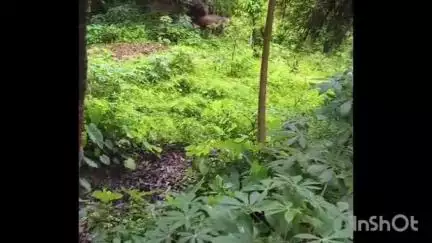മണ്ണാർക്കാട്: നാട് കാണാൻ വന്നതാണേ, കാഞ്ഞിരപ്പുഴയിൽ കുട്ടിയാനയടക്കം അഞ്ചംഗ കാട്ടാനക്കൂട്ടമിറങ്ങി