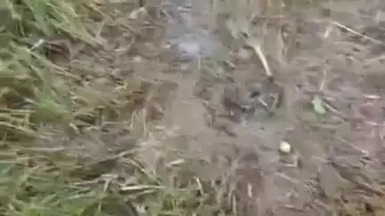 বারুইপুর: বারুইপুরের মল্লিকপুরের সুলতানপুরে বোমামার অভিযোগ