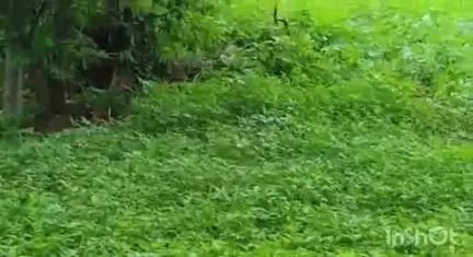 रॉबर्ट्सगंज: चपकी गांव में दो सांप आपस में लिपटे, दोनों के बीच हुई भयंकर लड़ाई, वीडियो हुआ वायरल