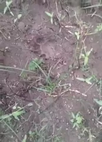 बाबई: माखन नगर के मुहासा गांव के नाले में फिर दिखा बाघ, ग्रामीणों में दहशत