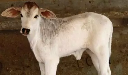 इस गांव में महज़ 21 दिन की बछिया दे रही है 1 लीटर दूध, डॉक्टरों ने बताई इसकी असली वजह!