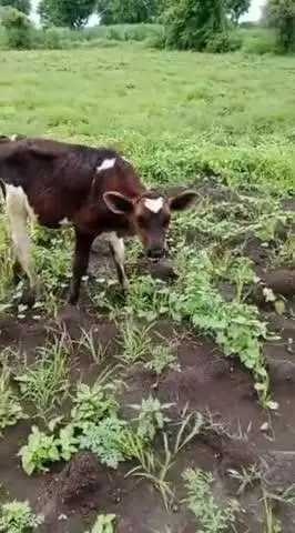 वाई: मोकाट सोडून देणाऱ्या जर्सी गायीच्या वासराबाबत कळंबे ग्रामपंचायतीच्यावतीने आवाहन