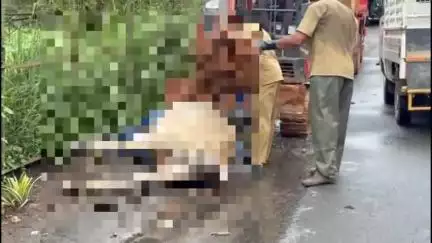 ഒറ്റപ്പാലം: ഷൊർണൂർ കൊച്ചിൻ പാലത്തിന് സമീപം വാഹനമിടിച്ച് ചത്ത പശു റോഡിൽ കിടന്നത് എട്ട് മണിക്കൂറോളം