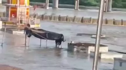 सेवढ़ा: सिंध नदी का जलस्तर कम होने से सेवड़ा पुल हुआ चालू, आवागमन बहाल होने से लोगों को मिली राहत; बड़े वाहनों पर प्रतिबंध जारी
