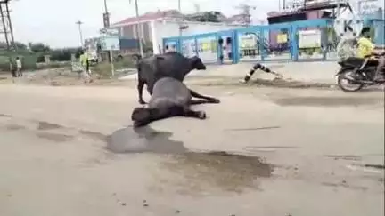 ऊना: बाथड़ी मार्ग पर अज्ञात टिप्पर की टक्कर से दो भैंसों और जंगली सूअर की हुई मौत, मालिक ने पुलिस को दी शिकायत