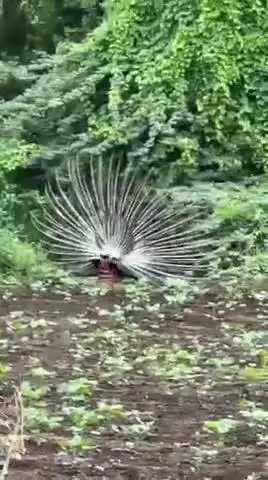 నారాయణ్​ఖేడ్: మంజీరా నది తీరంలో పుల్కుర్తి వద్ద నెమలి నాట్యం , సోషల్ మీడియాలో వైరల్ గా వీడియో