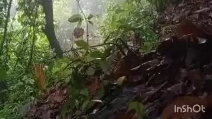 चाईबासा: लांजी और कोटसोना में सर्चिंग अभियान के दौरान 16 आईईडी बम बरामद, निष्क्रिय किए गए