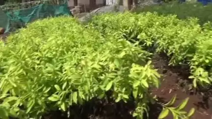 திண்டுக்கல் மேற்கு: சிறுமலையில் ஸ்ரீகாஞ்சி காமகோடி மடத்தின் சார்பில் 10 ஆயிரம் சந்தன மர கன்றுகள் நடும் பணி துவக்கம்