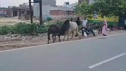 बिल्सी: दीननगर चौराहा पर दो सांडों ने लड़ते हुए सड़क किनारे खड़े लोगों को रौंदा, घटना का वीडियो वायरल