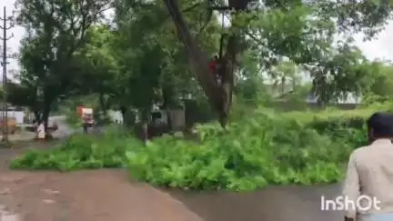 ഏറനാട്: പബ്ലിക് ന്യൂസ് ഇംപാക്ട്, കുണ്ടുതോടിൽ യാത്രക്കാർക്ക് ഭീഷണിയായ ചീനിമരം മുറിച്ചുമാറ്റി #localissue