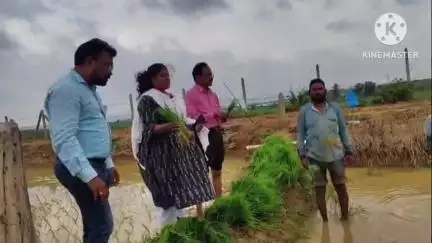 చెన్నూరు: వరిలో కాలిబాటలు, కొనలు తుంచుట, నాటు సాంద్రత పై వ్యవసాయ శాఖ అధికారులు పొలంలో రైతులకు అవగాహన కల్పించారు