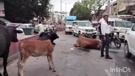हापुड़: गढ़ रोड पर आवारा पशुओं के जमावड़े से लगा जाम, यातायात पुलिस ने मौके पर पहुंचकर यातायात को सुचारु किया
