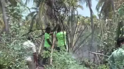 திருவாடனை: படப்புவயல் தோப்பில் திடீரென பற்றிய தீ மரங்கள் எரிந்து நாசம்