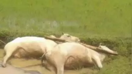 पांकी: ताल उच्च विद्यालय के पास खेत में हल जोतते समय हाई वोल्टेज तार गिरने से बैलों की मौत, किसान गंभीर