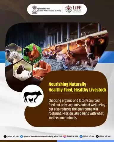 Nourishing Naturally – Healthy Feed, Healthy Livestock 
Opting for organic and locally sourced feed supports animal health and reduces the environmental footprint. Mission LiFE starts with every choice we make for our livestock.