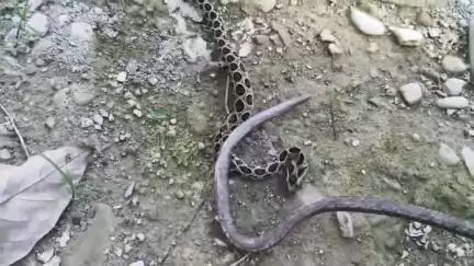 বিজনী ভাগ: বিজনীৰ মাটিয়াপাৰাত ৰাসেল ভাইপাৰ সাপ উদ্ধাৰ গটালে বন বিভাগক