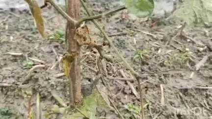 বনগাঁ: বনগাঁ থানার রায়পুর মাঠপাড়া এলাকায় রাতের অন্ধকারে বিজেপির পঞ্চায়েত সদস্যের জমির ফসল কেটে দেওয়ার অভিযোগ