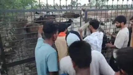 पन्ना: जय श्रीराम के जयकारों के साथ गौशाला का ताला तोड़ा, भूखे-प्यासे सैकड़ों गोवंश को गौसेवकों ने कराया आज़ाद