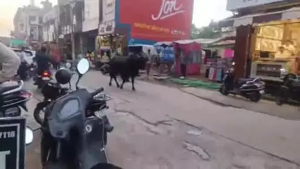 चिड़ावा: चिड़ावा में सांड ने बाइक सवार दंपत्ति पर किया हमला, महिला बाइक से गिरकर हुई घायल