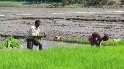 জলপাইগুড়ি: সময়ের আগে বর্ষা এলেও বৃষ্টির অভাবে দিশেহারা কৃষকরা, জলপাইগুড়িতে পাম্পসেটেই চলছে রোয়া গাড়া