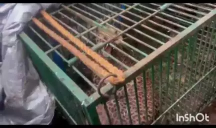 सावंतवाडी: कोंडुरे देऊळवाडी येथील आक्रमक बिबट्याला पकडण्यात वनविभागाला यश : वन विभागाच्या जलद कृती दलाची कार्यवाही