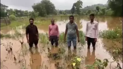 शिवपुरी: बरौदी गांव में खेतों में पानी भरने से बर्बाद हुई सब्जी की फसल, किसानों को हुआ भारी नुक़सान