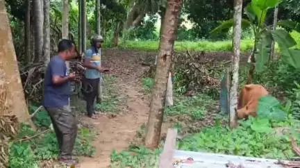 সোনামুড়া: খেদাবাড়ী পূর্ব পাড়া জঙ্গলে ৩টি গবাদি পশু উদ্ধার করলো সোনামুড়া থানা পুলিশ