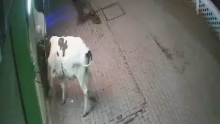 चंदौसी: चंदौसी के मौहल्ला वाटर बॉक्स अखाड़े के पास आवारा पशु ने महिला को उछालकर जमीन पर पटकने का वीडियो सीसीटीवी में कैद