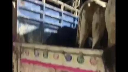 हनुमानगढ़: 22 एनडीआर गांव में ग्रामीणों ने दो पिकअप गाड़ियों में ठूस ठूस कर भरे चार गोवंशों को करवाया मुक्त, थाना में मामला दर्ज