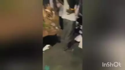 मिरज: मिरजेतील तानंग फाटा येथे बेकायदेशीर गाईची वाहतूक पोलिसांनी पकडली,