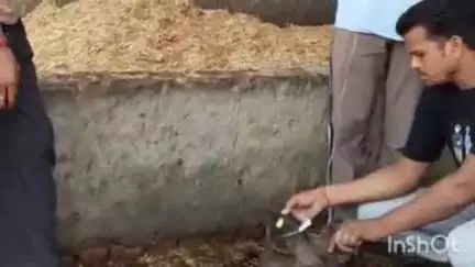 बिसौली: बगरैन गौशाला का राष्ट्रीय बजरंग दल के कार्यकर्ताओं ने किया औचक निरीक्षण, बीमार गोवंशों का कराया उपचार