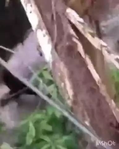 കോഴിക്കോട്: വിദ്യാർത്ഥികൾ തമ്മിൽ പൊരിഞ്ഞ തല്ല് തോട്ടിലേക്കും നീണ്ടു, കളൻതോട് കോളജിലെ കൂട്ടത്തല്ലിൽ പോലീസ് ലാത്തി വീശി