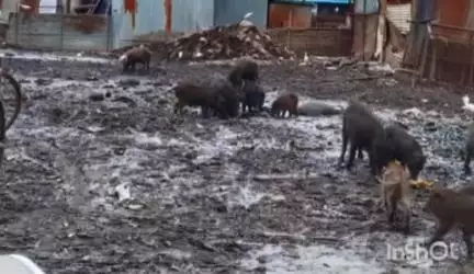 अकोट: शहारातील आठवडी बाजार परिसरात घाण व चिखल;घाणीचे फोटो सोशल मीडियात वायरल