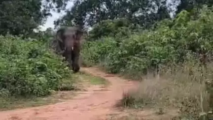 ଅନୁଗୋଳ: ନତଡା ଗ୍ରାମ ନିକଟରେ ଦୁଇଟି ଦନ୍ତା ହାତୀ, ଗ୍ରାମବାସୀ ଭୟଭୀତ