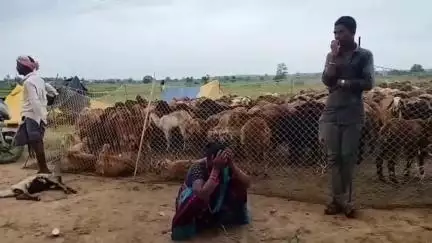 సిర్పూర్ టి: లోడ్ పల్లి గ్రామంలో 150 గొర్రెలు మృతి, 14 లక్షల నష్టం