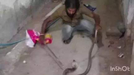 தேனி: அல்லிநகரம் செங்கோல் தெருவில் 7 அடி நீல நல்ல பாம்பை பிடித்த இளைஞருக்கு கவுன்சிலர் சால்வை அணிவித்து பாராட்டினார்
