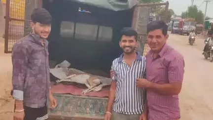 नोखा: दावा गांव में आवारा कुत्तों ने हिरण को किया घायल, ग्रामीणों ने किया रेस्क्यू