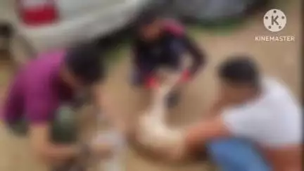 नंदेश्वर गौ सेवक ने मोहला क्षेत्र के तेलीटोला में घायल बछड़े का किया उपचार, निभाई गौ सेवा