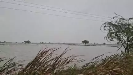 તારાપુર: તારાપુર સહિત પંથકમાં ધોધમાર વરસાદથી ખેતરોમાં પાણી ભરાયા, 18 હેક્ટર જમીનમાં ડાંગરના પાકનું વાવેતર કરાયું
