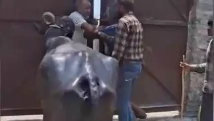इटावा: सिविल लाइन इलाके के जुहाना गांव से चोरी हुई भैंस बाइस ख्वाजा रोड पर बने फर्नीचर गोदाम से बरामद, जांच शुरू