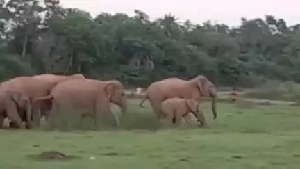 ঝাড়গ্রাম: বড়াশুলিতে হাতির করিডর থেকে ভবঘুরেকে উদ্ধার করে পুলিশের হাতে তুলে দিল বনদপ্তর