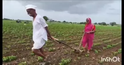 औसा: शेतकऱ्याच्या नशिबाचा वनवास कधी संपणार, पोरीच्या लग्नाला बैल विकले, तालुक्यातील एका वृद्ध शेतकऱ्याची दयनीय अवस्था