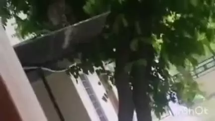 दौसा: कोतवाली थाना क्षेत्र के सरस्वती नगर में मकान की छत पर पैंथर का हुआ मूवमेंट, वीडियो हुआ वायरल