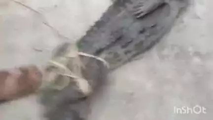 बिजनौर: मंडावर के गांव चाहडवाला में गंगा से निकलकर आबादी में घुसा मगरमच्छ