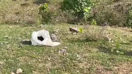 शाहबाद: कस्बाथाना में काली जंगली बिल्ली ने युवक पर किया हमला, युवक को सुरक्षित जंगल में छोड़ा गया