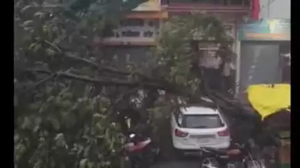 ललितपुर: अभिलाषा पेट्रोल पंप के पास बारिश के दौरान तेज आंधी में चार पहिया वाहन पर गिरा पेड़, वीडियो हुआ वायरल