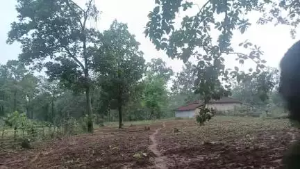 कुमांडीह के मूडहर जंगल में लोग भगवान भरोसे अपने जीवन यापन करते हैं