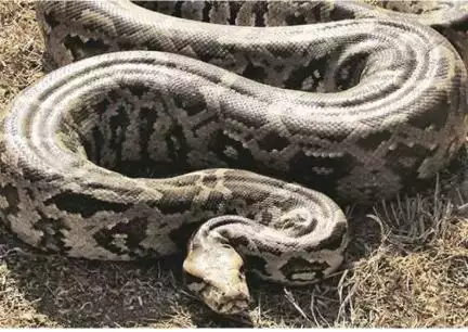 यूपी में अजगर के साथ खेलते नज़र आए बच्चे, किसी ने ली सेल्फी तो किसी ने बनाई रील