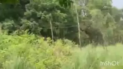 सलोन: घिसीगढ़ बिजली पावर हाउस के कर्मचारियों की लापरवाही से लकड़ी के पोलों के सहारे चल रही बिजली की लाइन, वीडियो हुआ वायरल